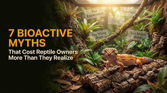 The 7 Biggest Myths About Bioactive Enclosures (That Stop People From Trying One)