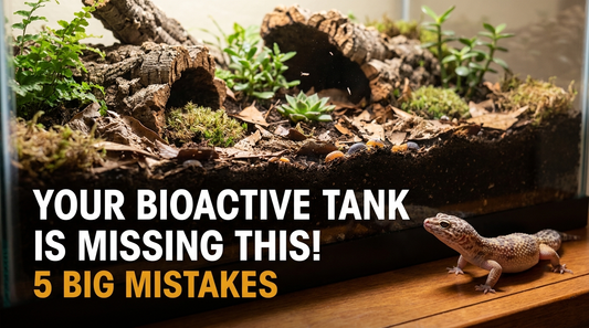 What's Missing From Your Bioactive Enclosure? (Probably One of These 5 Things)