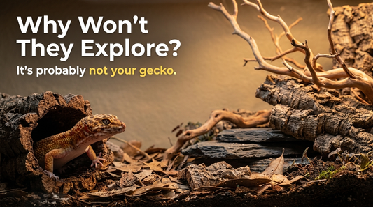 Why Your Leopard Gecko Won't Explore Its Enclosure