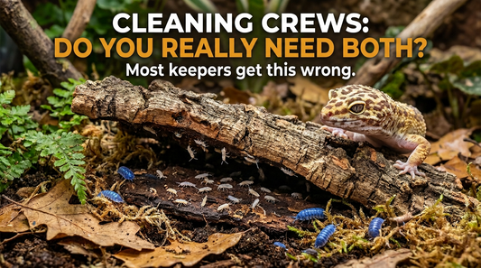 Springtails vs Isopods: Do You Really Need Both?