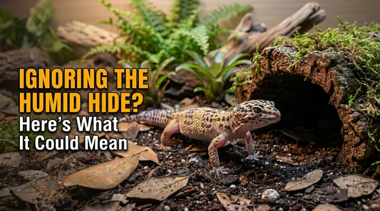 Why Won't My Leopard Gecko Use Its Humid Hide? (8 Possible Reasons)