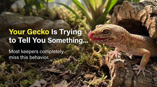 Your Leopard Gecko Won't Stop Licking Everything (Here's Why)