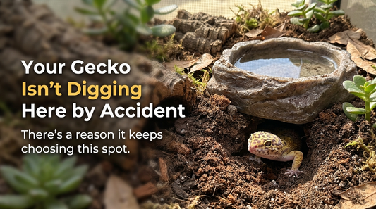 Your Leopard Gecko Keeps Digging Under the Water Bowl? Here's What It's Trying to Tell You