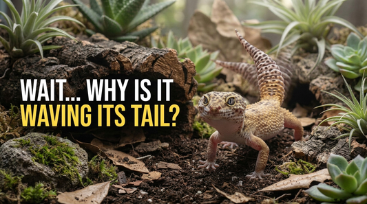6 Surprising Reasons Your Leopard Gecko Keeps Waving Its Tail