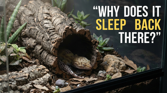 Your Gecko Is Sleeping BEHIND Its Hide? Here's Why.