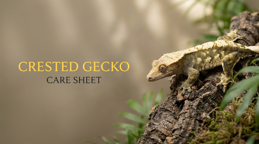 Crested Gecko Care Sheet