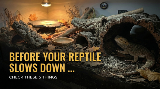 Brumation Prep: 5 Things to Check Before Your Reptile Slows Down