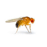 Flyless Fruit Flies