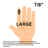 Dubia Roaches (Fed Organic Carrots & Banana)