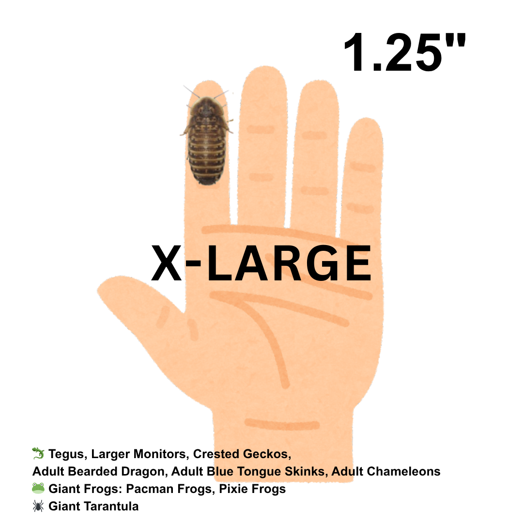 Dubia Roaches (Fed Organic Carrots & Banana)