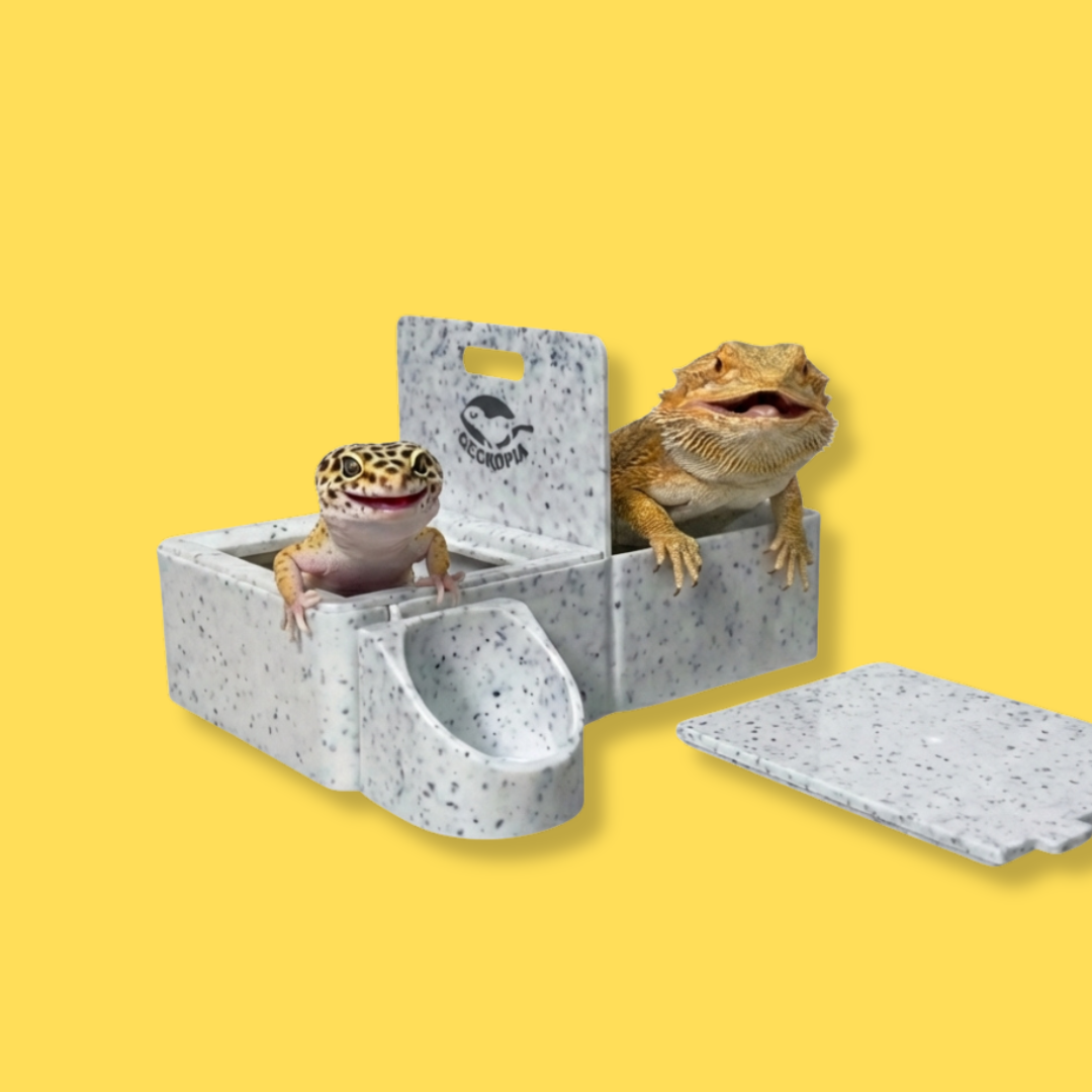 Reptile Triple Dish