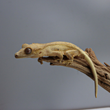 LW5 | Lily White Crested Gecko
