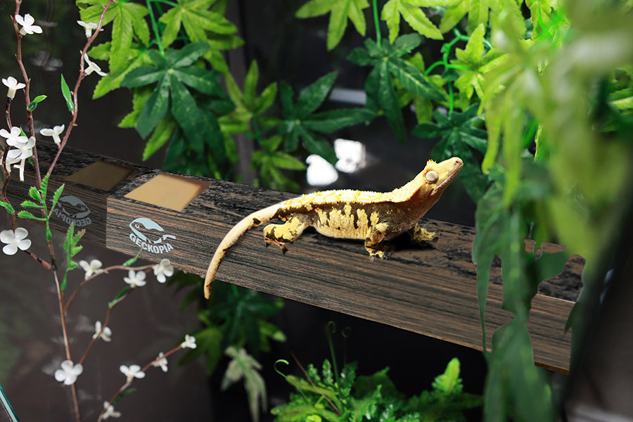 Mystery Box GECKOPIA Flex Bridge: The Ultimate Reptile Habitat
