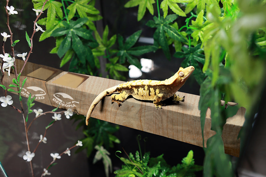 Reptile Flex Bridges