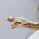 FC-1 | Baby Frappuccino Crested Gecko