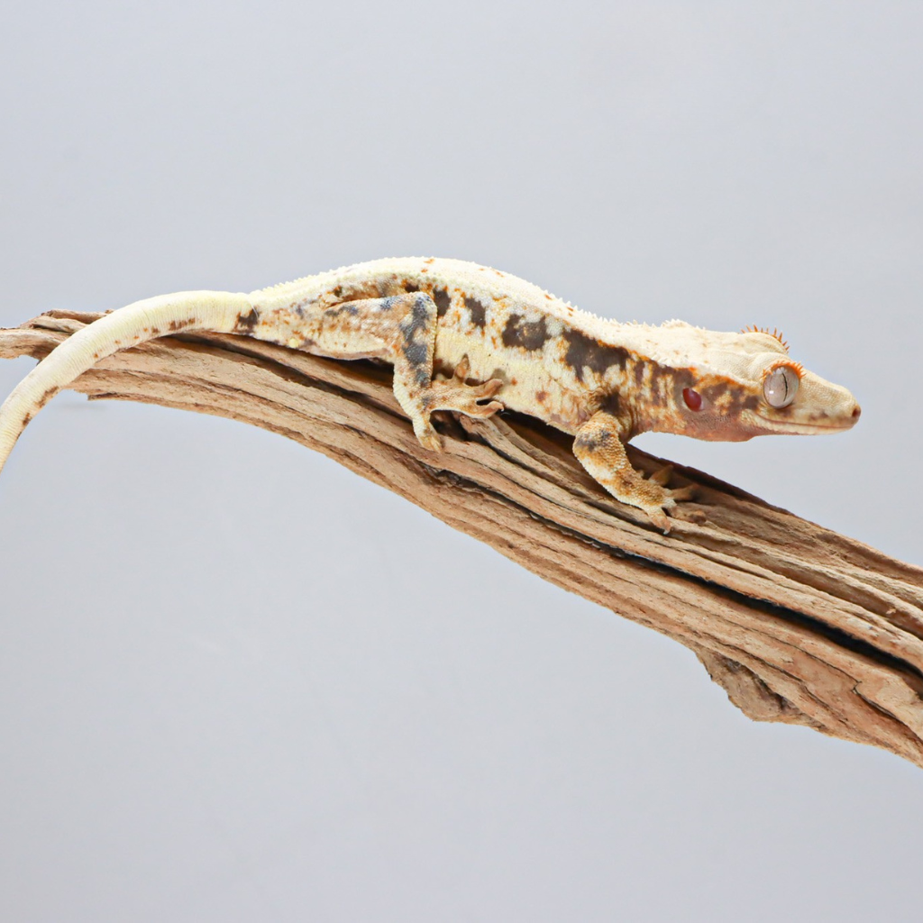 crested gecko white lily LW4