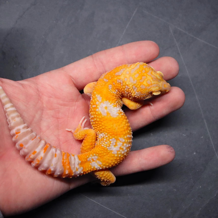 BTAM41 - Blood Tangerine Tremper 50% Pos Het Eclipse - Male
