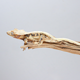 LW4 | Lily White Crested Gecko