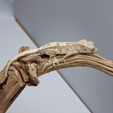 FC-2 | Baby Frappuccino Crested Gecko