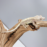 FC-1 | Baby Frappuccino Crested Gecko