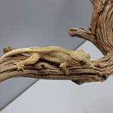LW5 | Lily White Crested Gecko