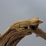 LW5 | Lily White Crested Gecko