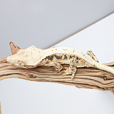 LW4 | Lily White Crested Gecko
