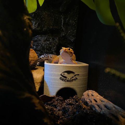 Gecko Place