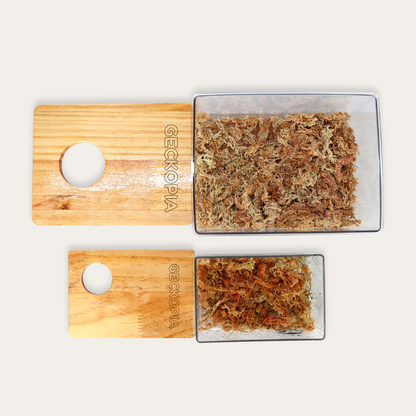 Geckopia Dig Box