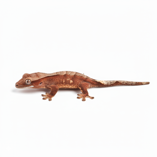Baby Phantom Crested Gecko