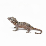 Baby Reticulated Gargoyle Gecko