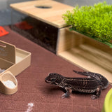 Geckopia Premium Reptile Liner