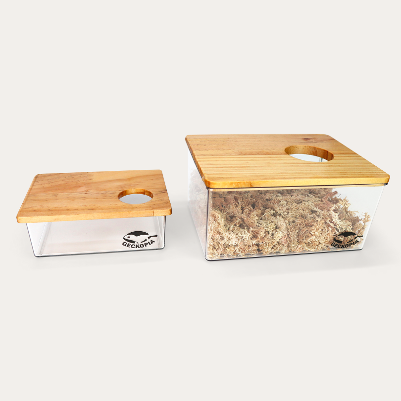 Geckopia Dig Box