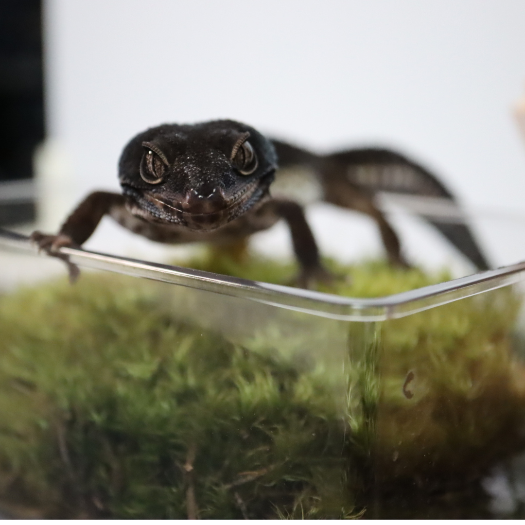 SHADOW - Pure Black Night - Female