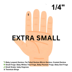 Dubia Roaches (Fed Organic Carrots & Banana)