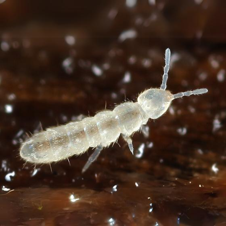 Springtails | Free Shipping | 8oz Container