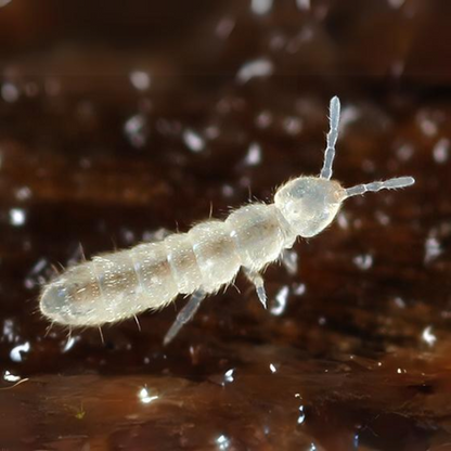 Springtails | Free Shipping | 8oz Container