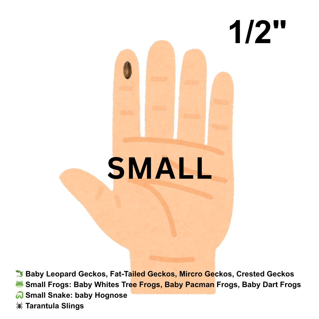 Dubia Roaches (Fed Organic Carrots & Banana)