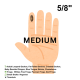 Dubia Roaches (Fed Organic Carrots & Banana)