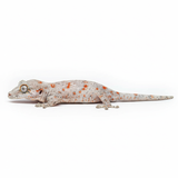 Baby Orange Reticulated Gargoyle Gecko