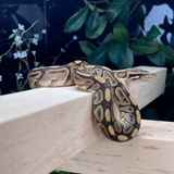 Biggest Flex Bridge Deal 🎁