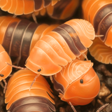 Amber Ducky Isopods - 5 counts