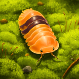 Amber Ducky Isopods - 5 counts