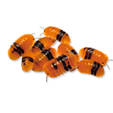 Amber Ducky Isopods - 5 counts