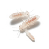 Springtails - 8oz Container