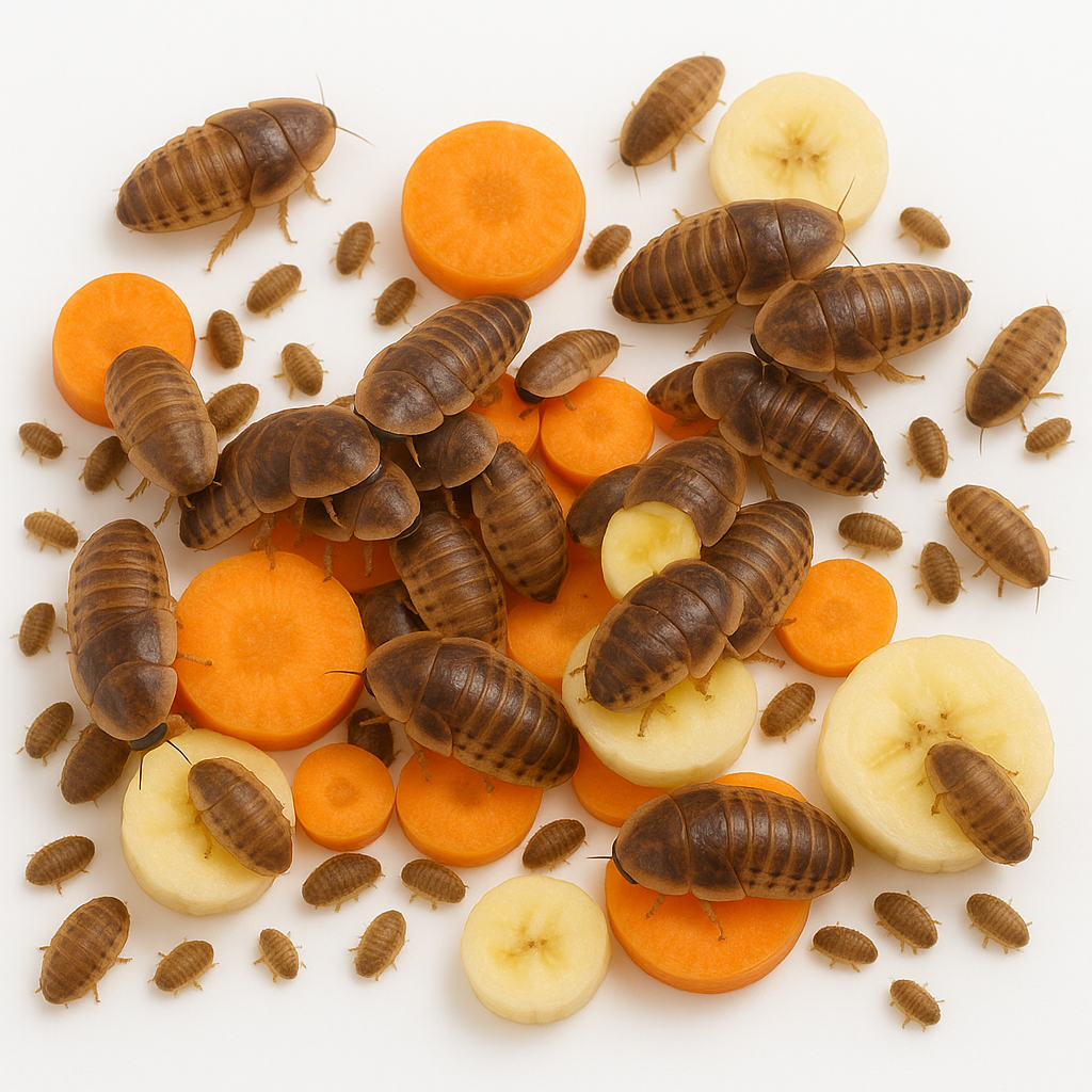 Dubia Roaches (Fed Organic Carrots & Banana)