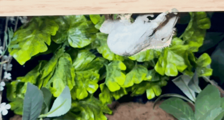 Crested gecko 3.gif__PID:c4c3cd96-ea4c-431b-9f39-72a6684771c5
