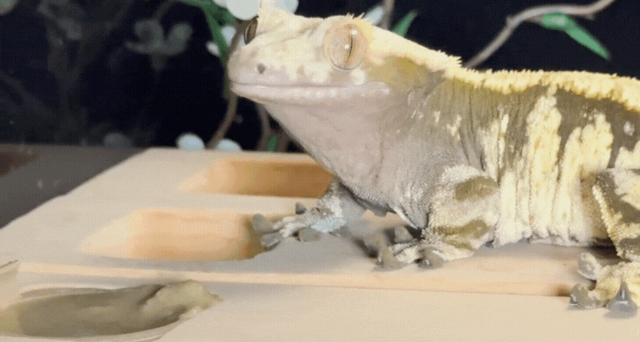 Crested gecko 4.gif__PID:523a469a-aa26-4a6b-b36c-147fcfbdd884