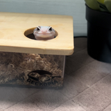 Geckopia Dig Box
