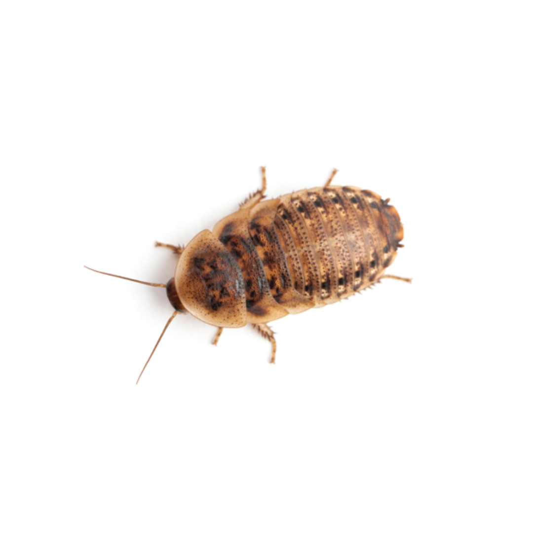Dubia Roaches (Fed Organic Carrots & Banana)